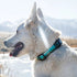 Wolfgang Great Escape Dog Collar 8-12" poudrefeed.com 2